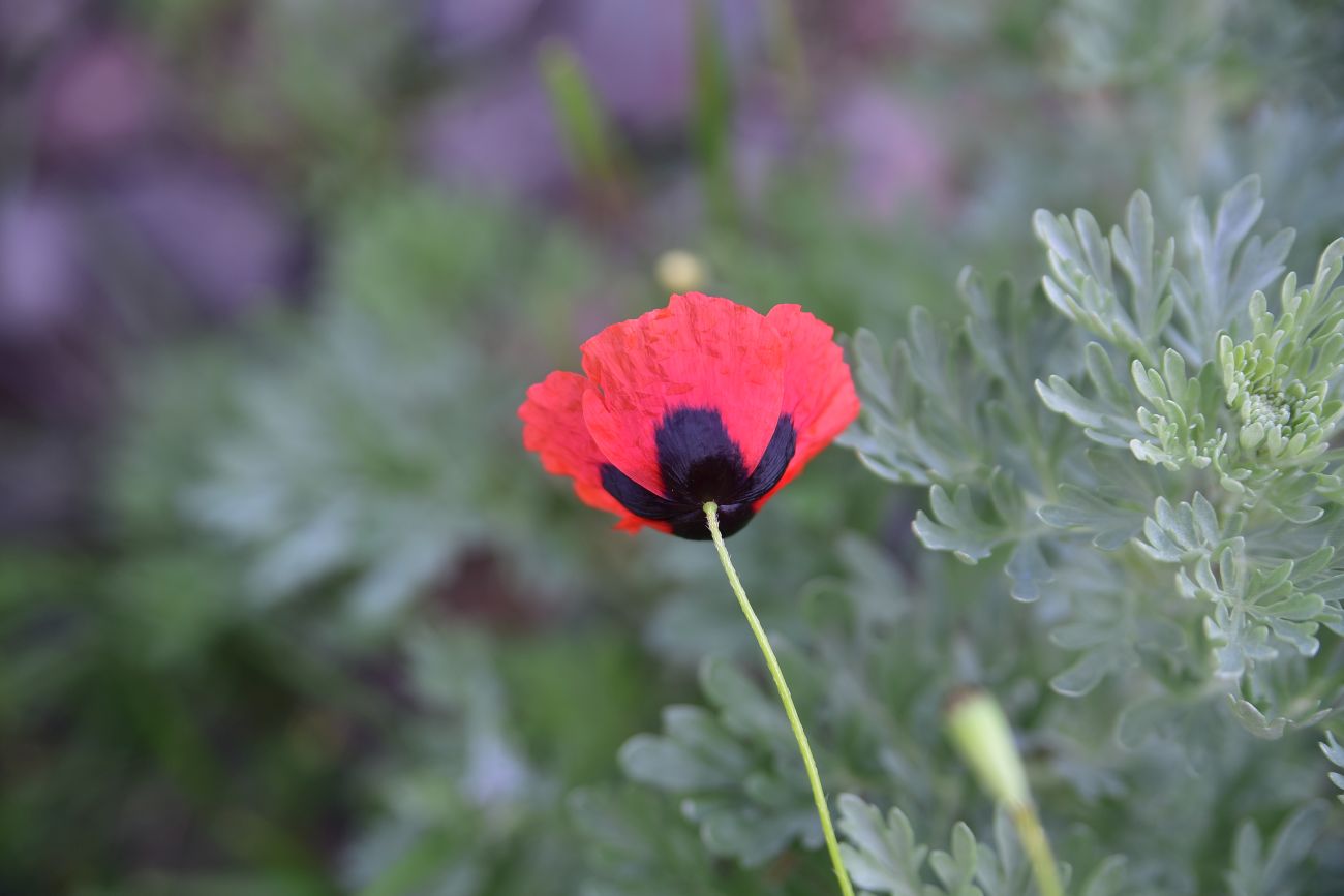 Image of genus Papaver specimen.