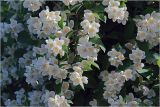 Philadelphus pubescens. Часть кроны цветущего растения. Московская обл., Раменский р-н, окр. дер. Хрипань, садовый участок. 29.06.2026.