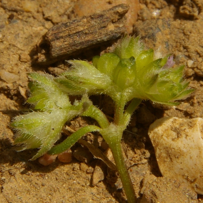 Image of Valerianella pumila specimen.