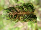 Osmundastrum asiaticum. Разворачивающаяся фертильная вайя (вид сверху). Хабаровский край, г. Комсомольск-на-Амуре, ООПТ \"Кедрово-тисовая роща\", смешанный лес с преобладанием Betula, вдоль лыжной трассы. 24.05.2026.