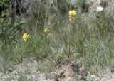 Corydalis pseudoadunca. Цветущее растение. Кыргызстан, Нарынская обл., Ак-Талинский р-н, хр. Джамантау, каньон р. Кашка-Суу; 2750 м н.у.м., каменисто-глинистый склон. 10.07.2026.