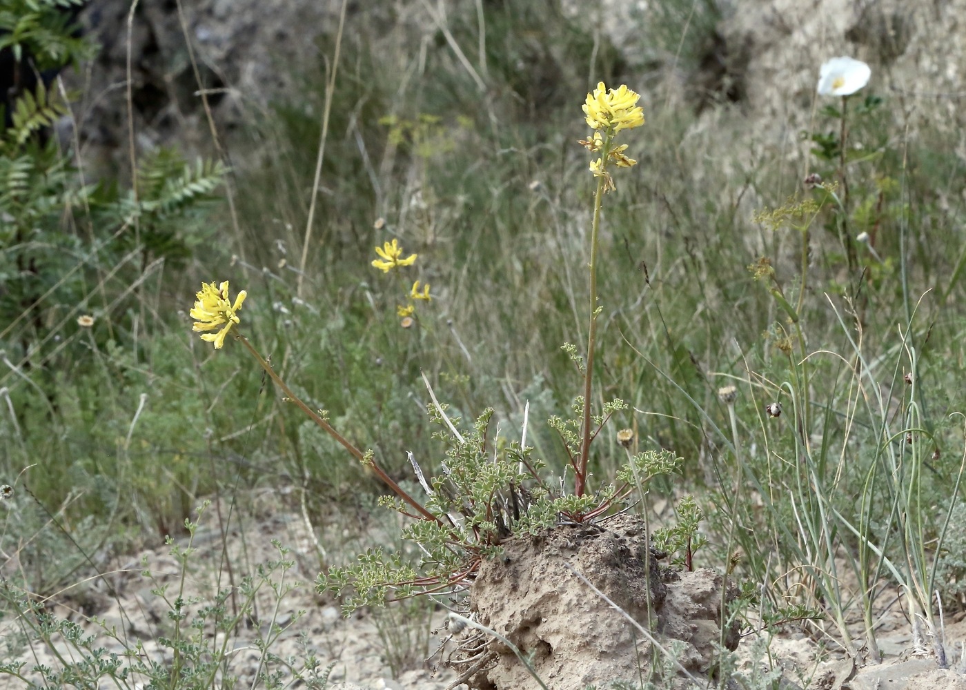 Image of Corydalis pseudoadunca specimen.