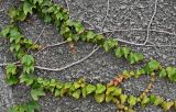 Parthenocissus tricuspidata. Части побегов с отцветающими соцветиями. Португалия, о-в Мадейра, г. Фуншал, в культуре. 09.06.2026.