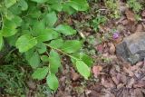 unknown species. Верхушка веточки. Турция, ил Артвин, дер. Багджилар (Bağcılar), на склоне. 12 июня 2026 г.