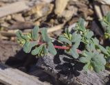 Euphorbia peplis. Верхушка побега с завязавшимися плодами. Испания, Каталония, пров. Жирона, комарка Баш Эмпорда, муниципалитет Тороэлья-де-Монгри, пляж Фонольера (la Fonollera), переходная зона между маршевым лугом и формирующейся дюной. 11.09.2026.