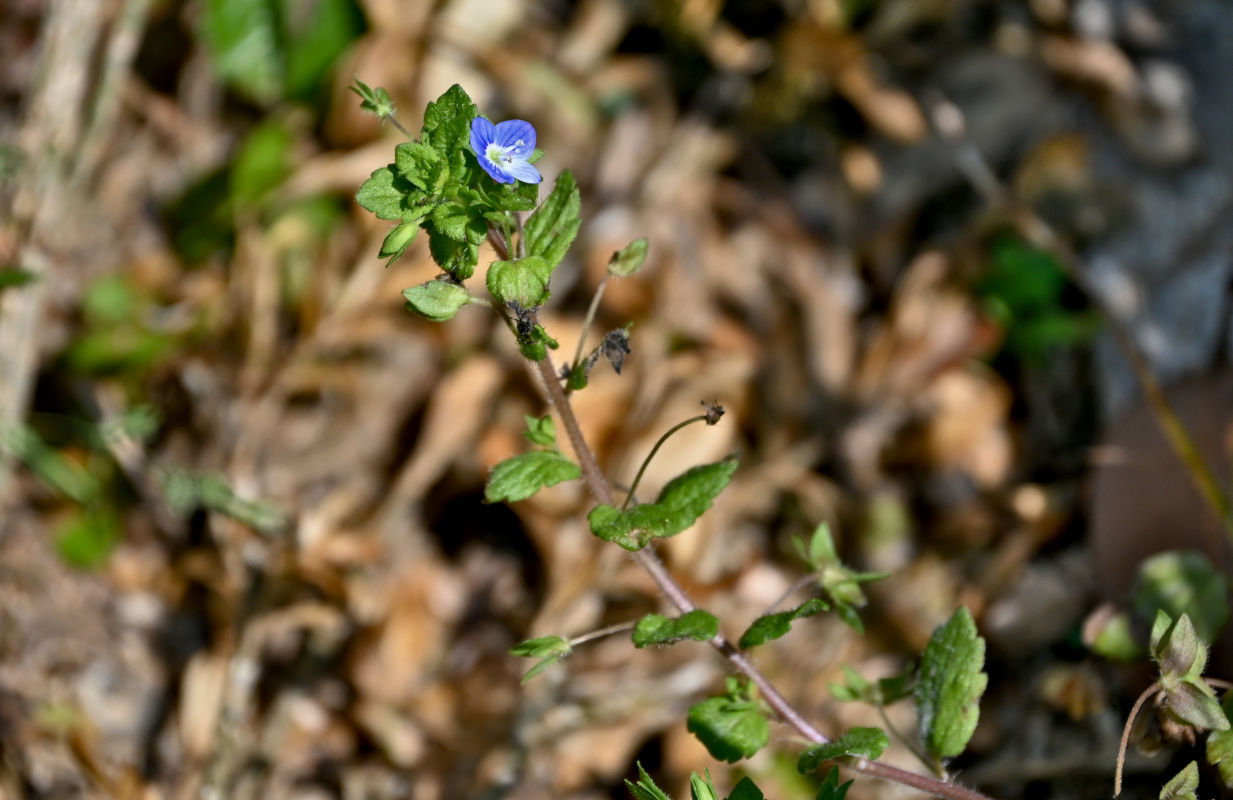Image of Veronica persica specimen.