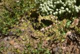 Rumex hastifolius. Цветущее растение. Турция, ил Артвин, 500 м ниже храма Отхта по долине реки, подножие скалы. 13 июня 2026 г.