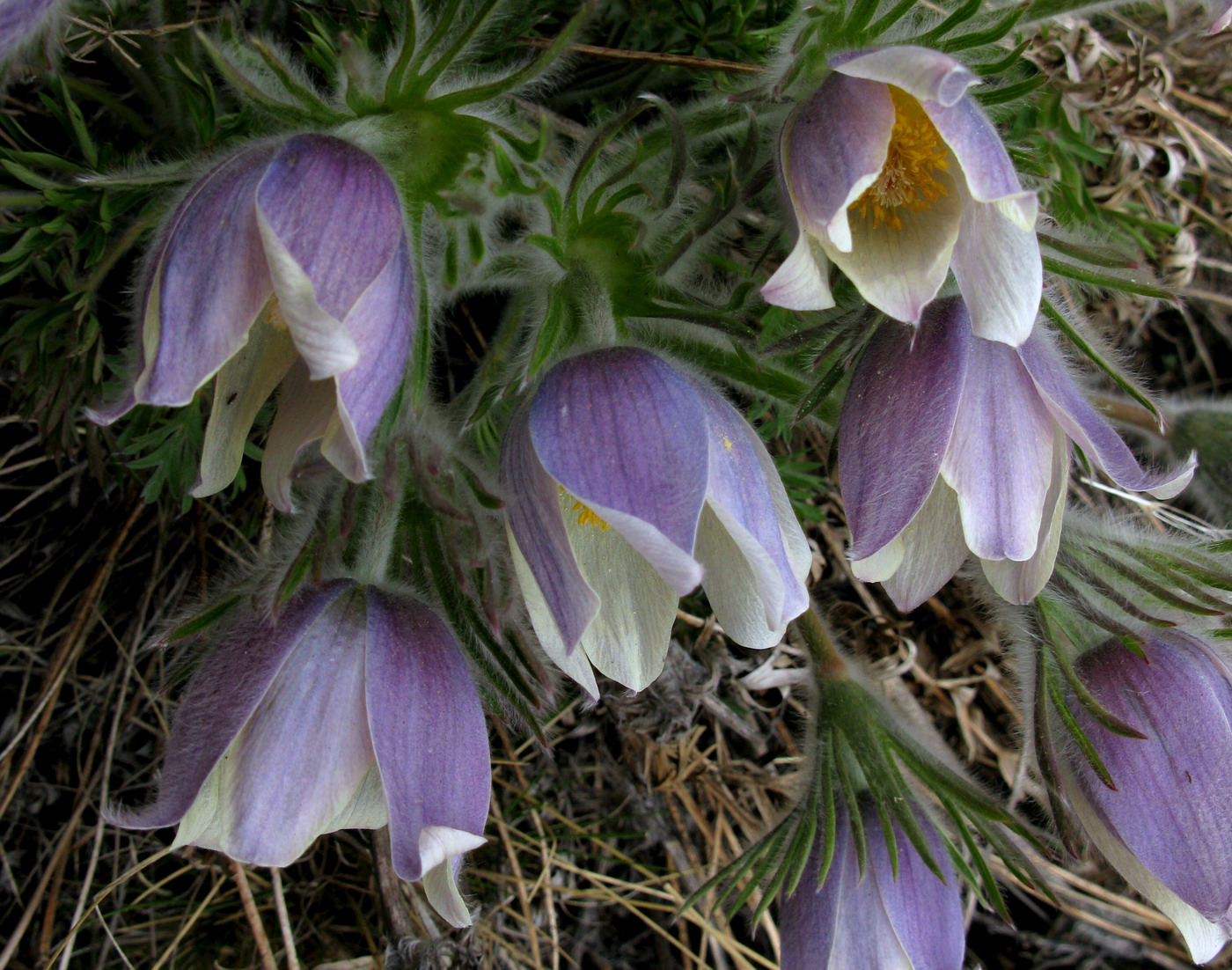 Изображение особи Pulsatilla herba-somnii.