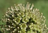 genus Acanthopanax. Часть соцветия. Санкт-Петербург, Ботанический сад Петра Великого, дендрарий. 27.08.2026.
