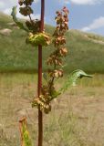 genus Rumex. Средняя часть стебля с боковым генеративным побегом с плодами. Дагестан, Докузпаринский р-н, окр. с. Куруш, дол. р. Чехычай, на обсохшем дне небольшого озера в притоке р. Чехычай. 25.07.2026.
