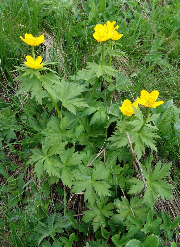 Изображение особи Trollius ranunculinus.