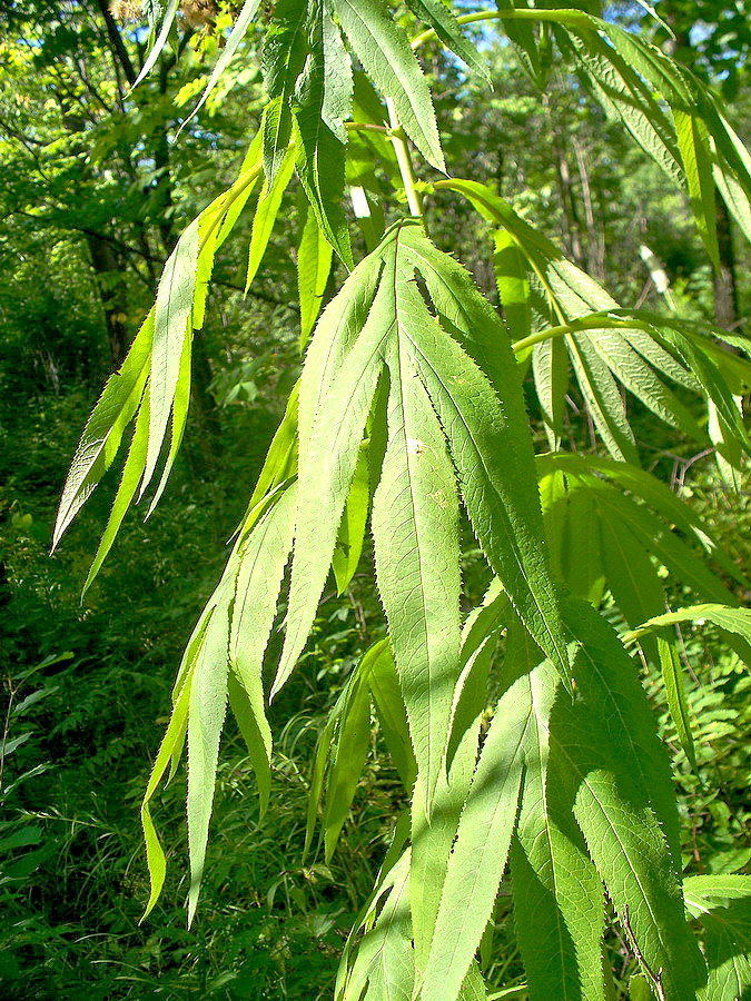 Image of Senecio cannabifolius specimen.