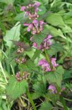 Lamium maculatum