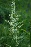 Veratrum album