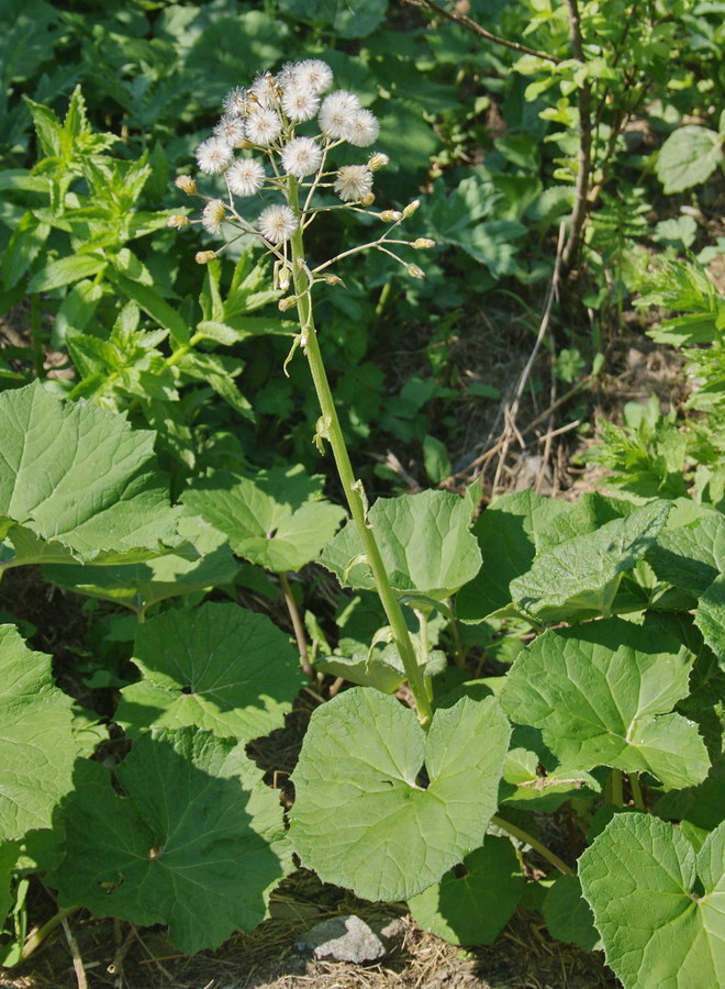 Image of Petasites albus specimen.