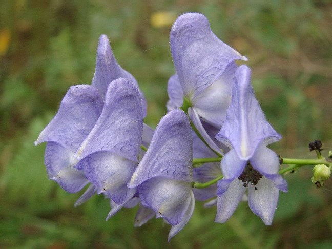 Image of Aconitum volubile specimen.