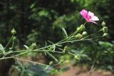 Althaea cannabina