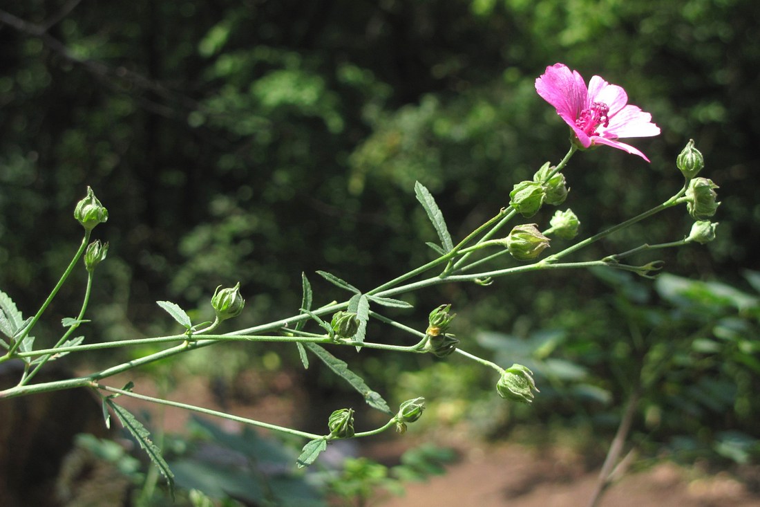 Изображение особи Althaea cannabina.