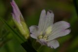 Epilobium consimile