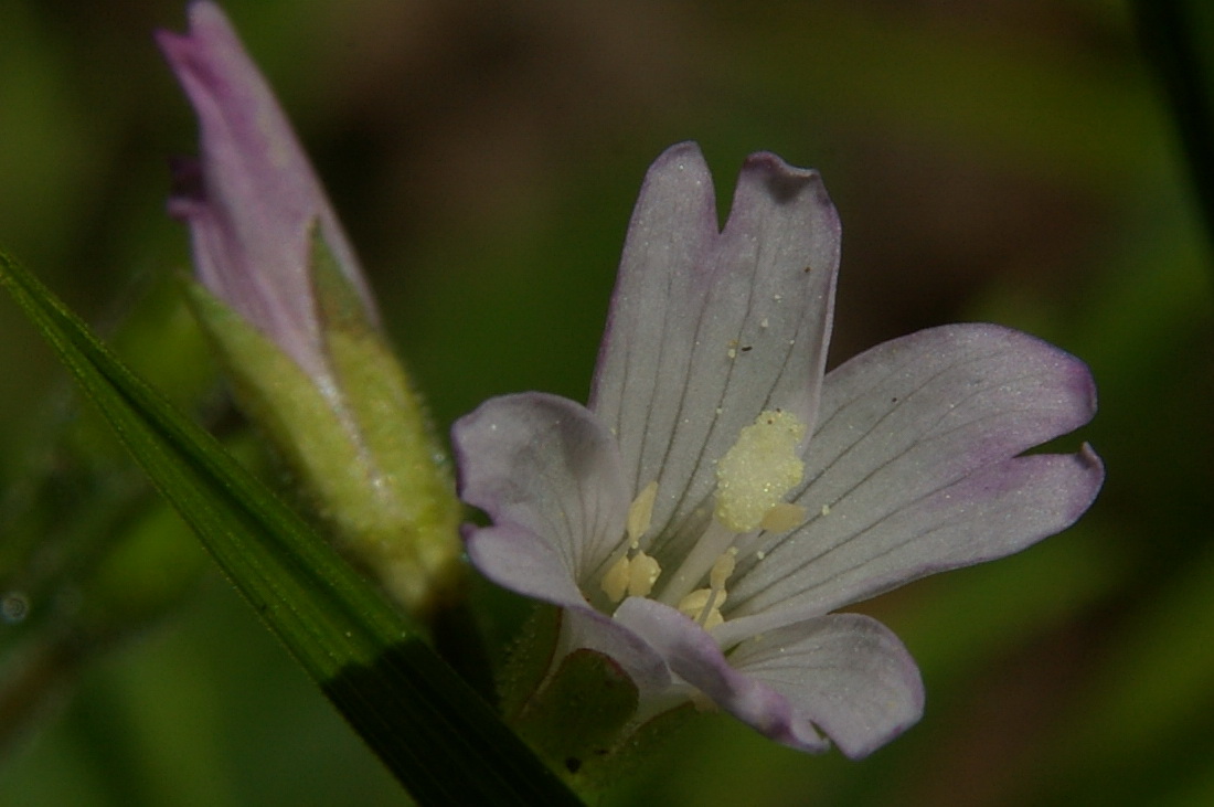 Изображение особи Epilobium consimile.