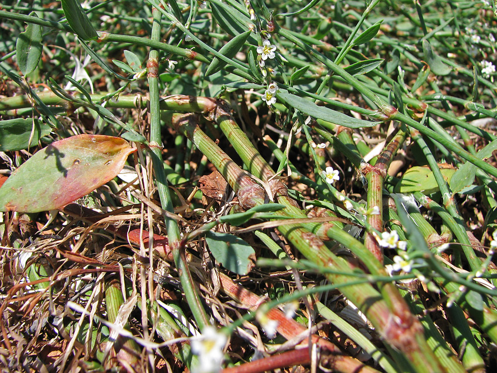 Изображение особи Polygonum pulchellum.