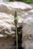 Plantago lanceolata