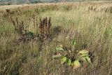 Plantago maxima