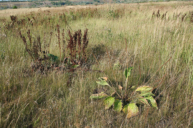 Изображение особи Plantago maxima.