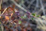 Cotoneaster nummularioides. Веточка с не вполне зрелыми плодами. Узбекистан, Ташкентская обл., зап. отроги Чаткальского хр., ур. Чимган, Песочный перевал. 10.09.2011.