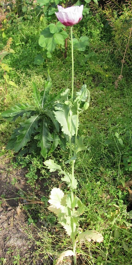 Image of Papaver somniferum specimen.