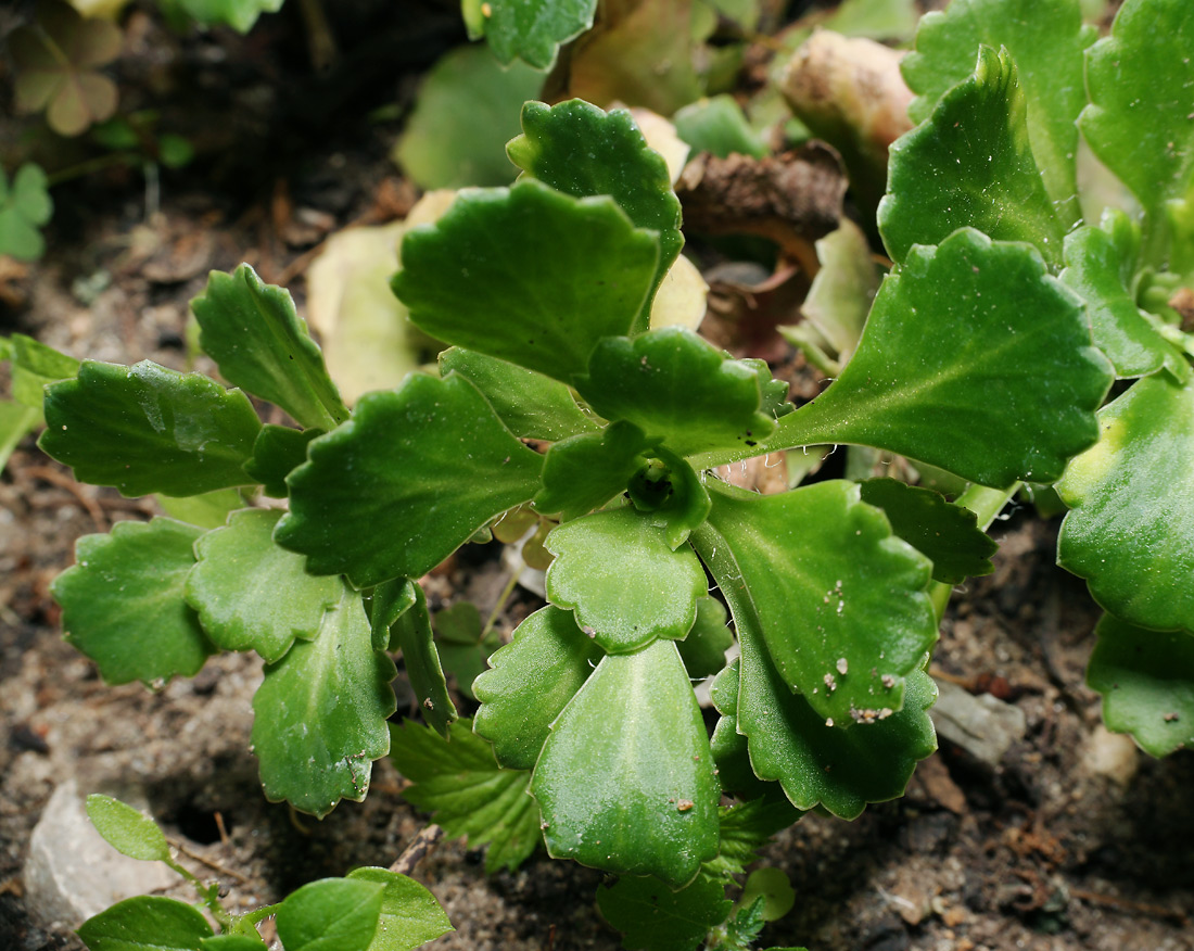Image of Saxifraga umbrosa specimen.