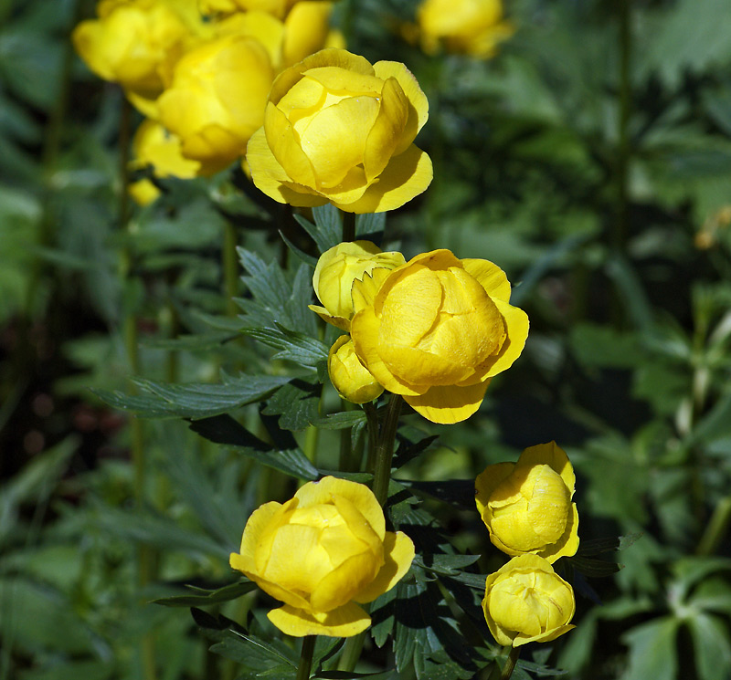 Изображение особи Trollius europaeus.