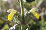 Phlomoides labiosa