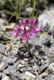 Allium oreophilum