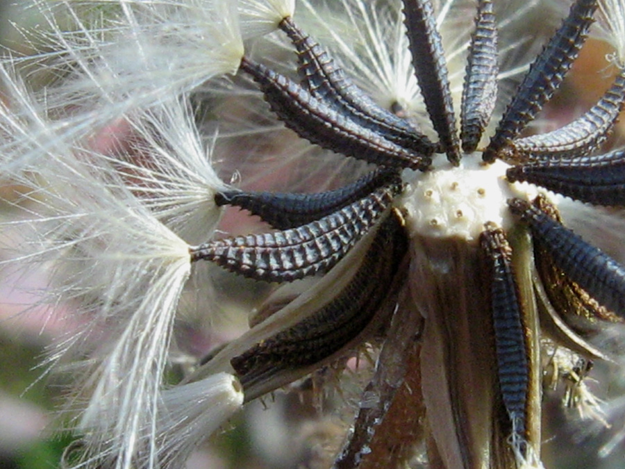 Image of Picris pauciflora specimen.