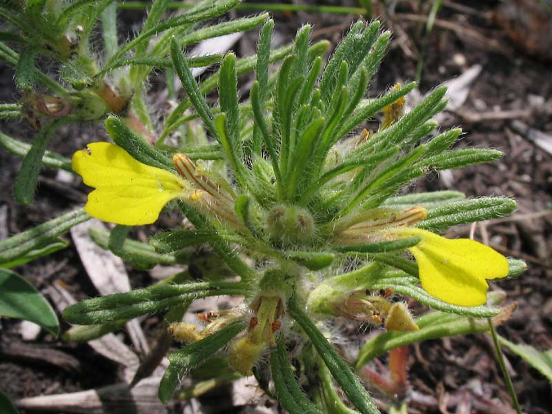 Image of Ajuga chia specimen.