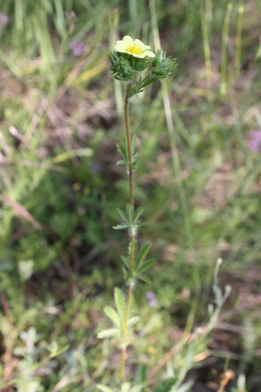 Image of Potentilla recta specimen.