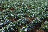 Brassica oleracea var. capitata