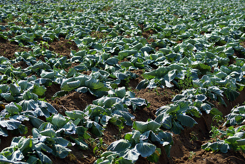 Изображение особи Brassica oleracea var. capitata.