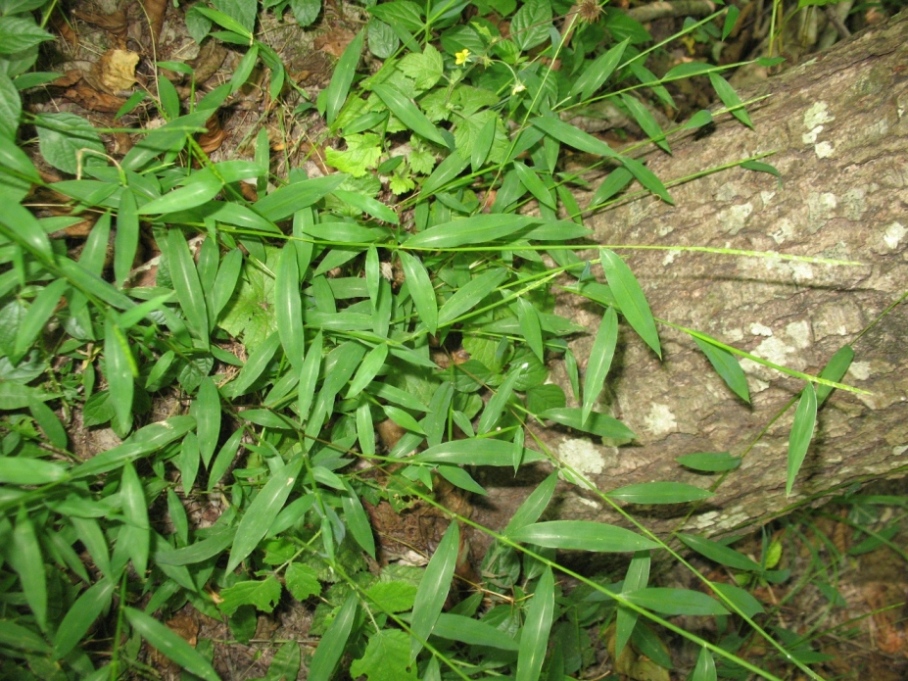 Image of Microstegium vimineum specimen.