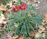 genus Gazania. Цветущее растение. Узбекистан, г. Ташкент, Ботанический сад им. Ф.Н. Русанова. 01.09.2010.