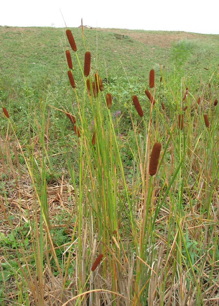 Изображение особи Typha laxmannii.