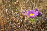 Pulsatilla multifida. Цветущее растение. Магаданская обл., окр. Колымского водохранилища. 31.05.2009.