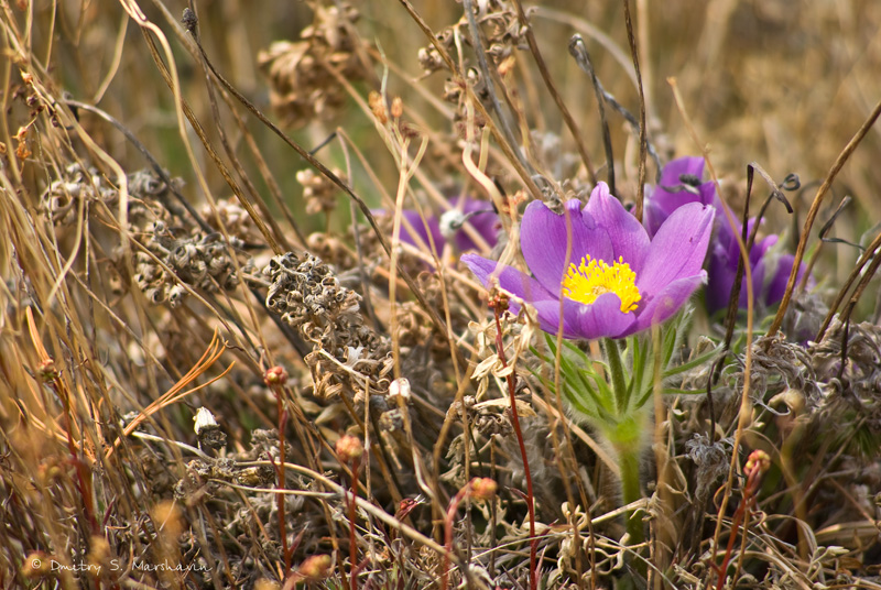 Image of Pulsatilla multifida specimen.