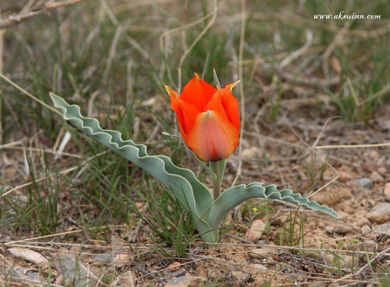 Изображение особи Tulipa borszczowii.