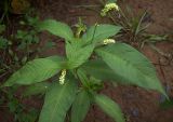 Persicaria lapathifolia