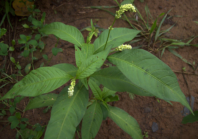 Image of Persicaria lapathifolia specimen.