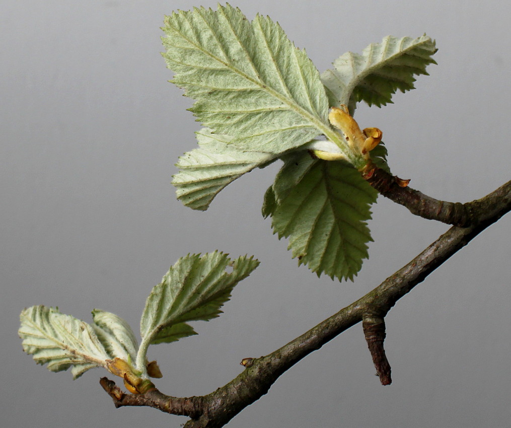Image of Sorbus intermedia specimen.