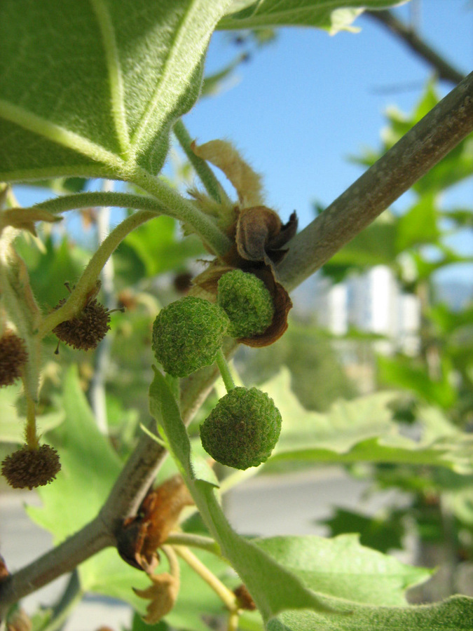 Изображение особи Platanus orientalis.