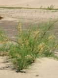 Tamarix elongata. Плодоносящее растение. Монголия, Ховд аймак, Чандмань сомон. 20 июня 2004 г.